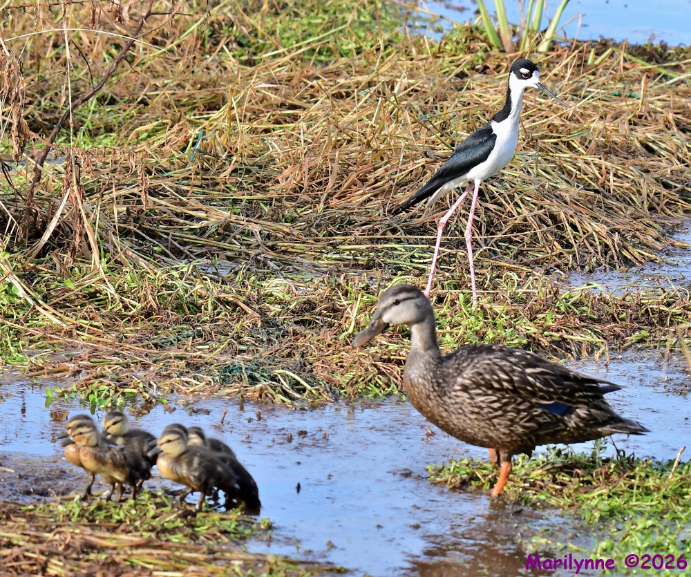 DSC_6624_001.JPG