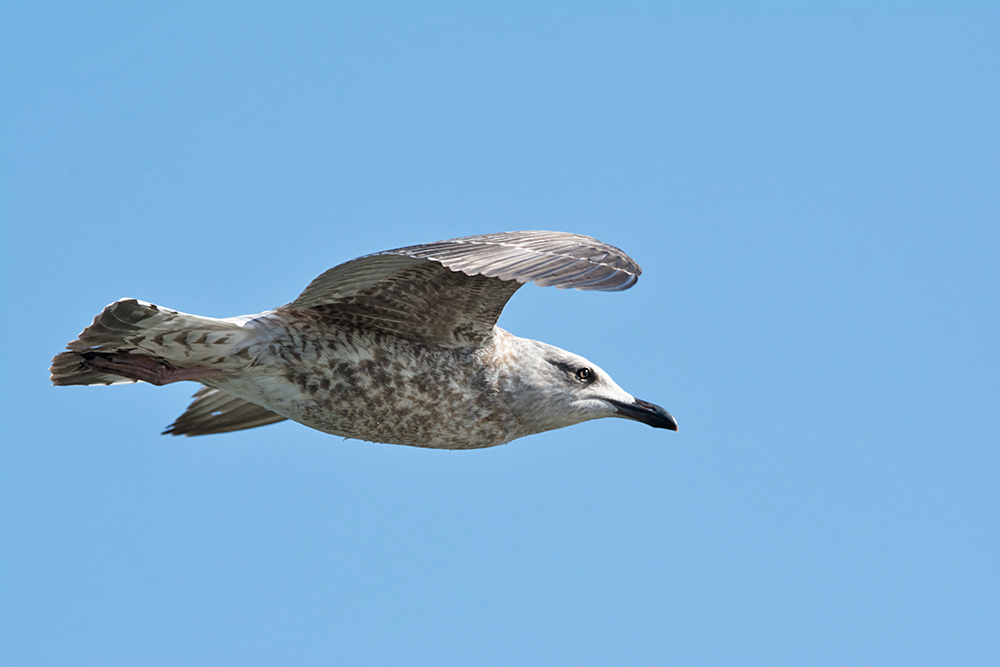 DSC_6625.jpg