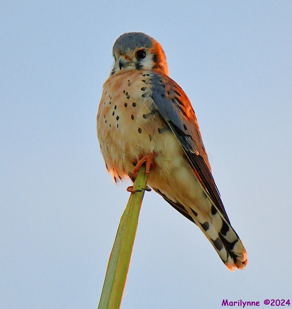 DSC_6626_001.JPG