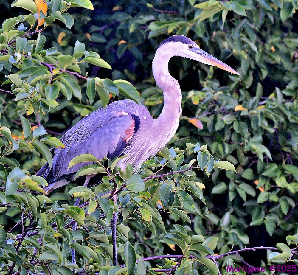 DSC_6628_001.JPG