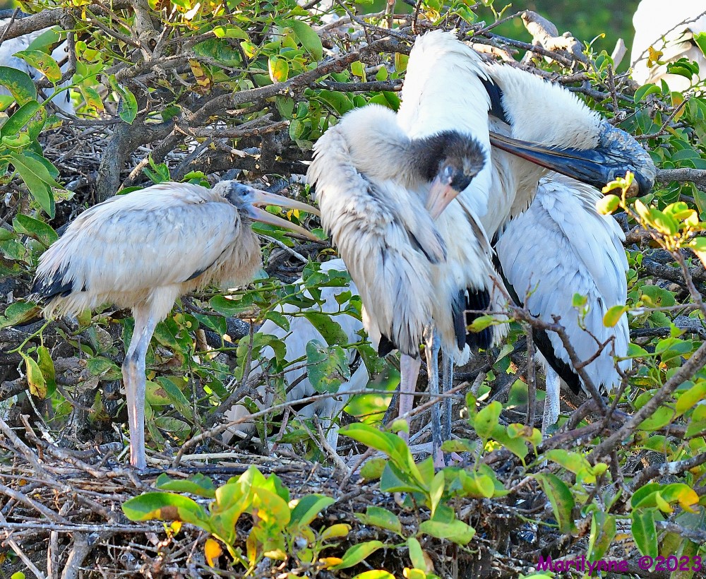 DSC_6629_001.JPG