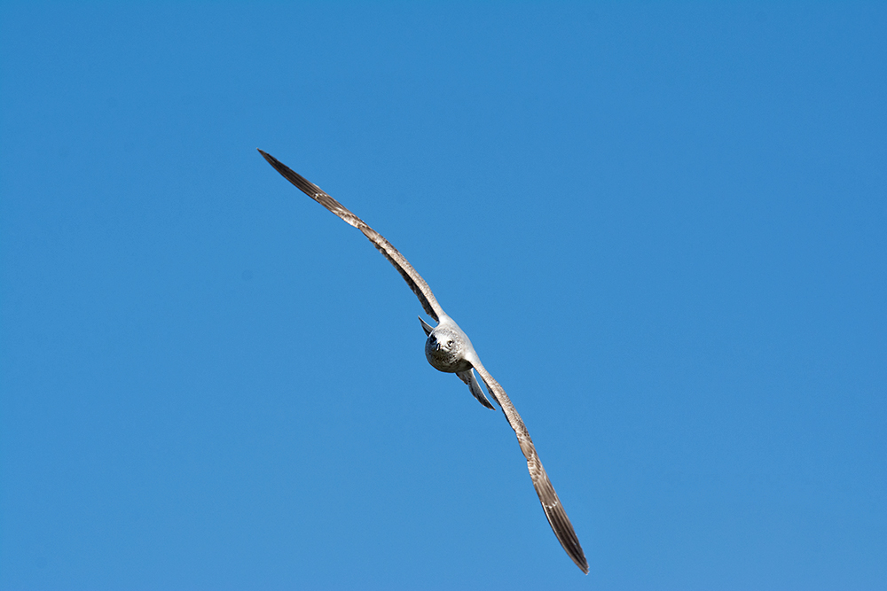 DSC_6631.jpg
