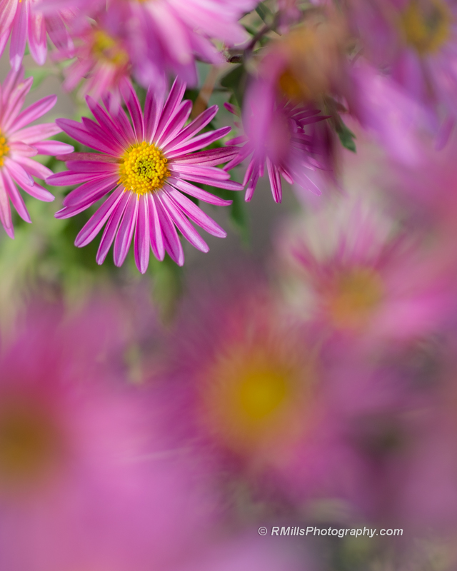 DSC_6634_9129.jpg