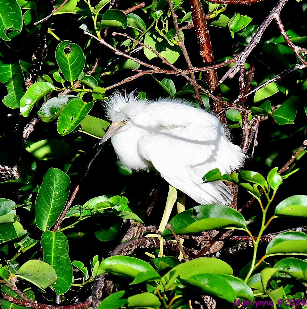 DSC_6635_001.JPG