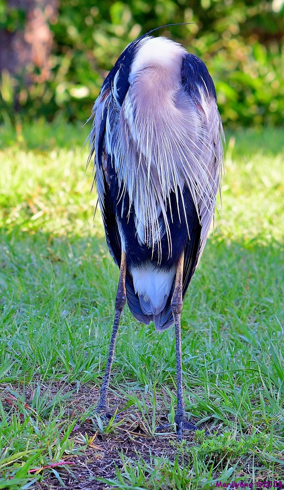 DSC_6637_001.JPG