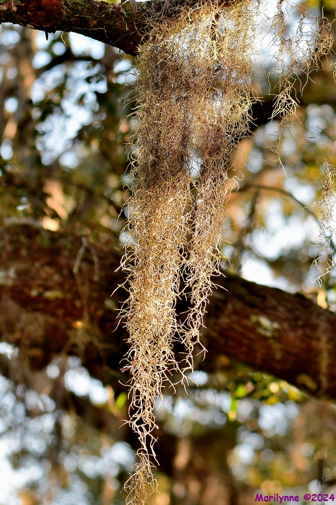 DSC_6637_001.JPG