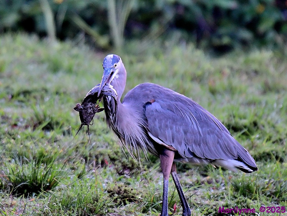 DSC_6637_001.JPG