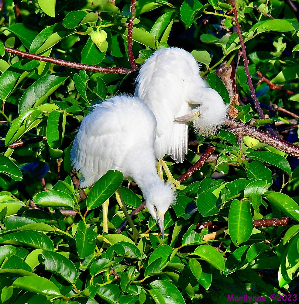 DSC_6639_001.JPG