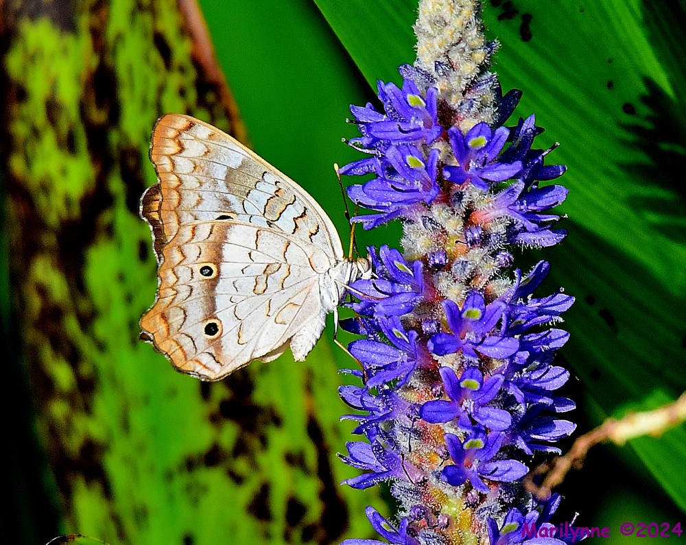 DSC_6639_001.JPG