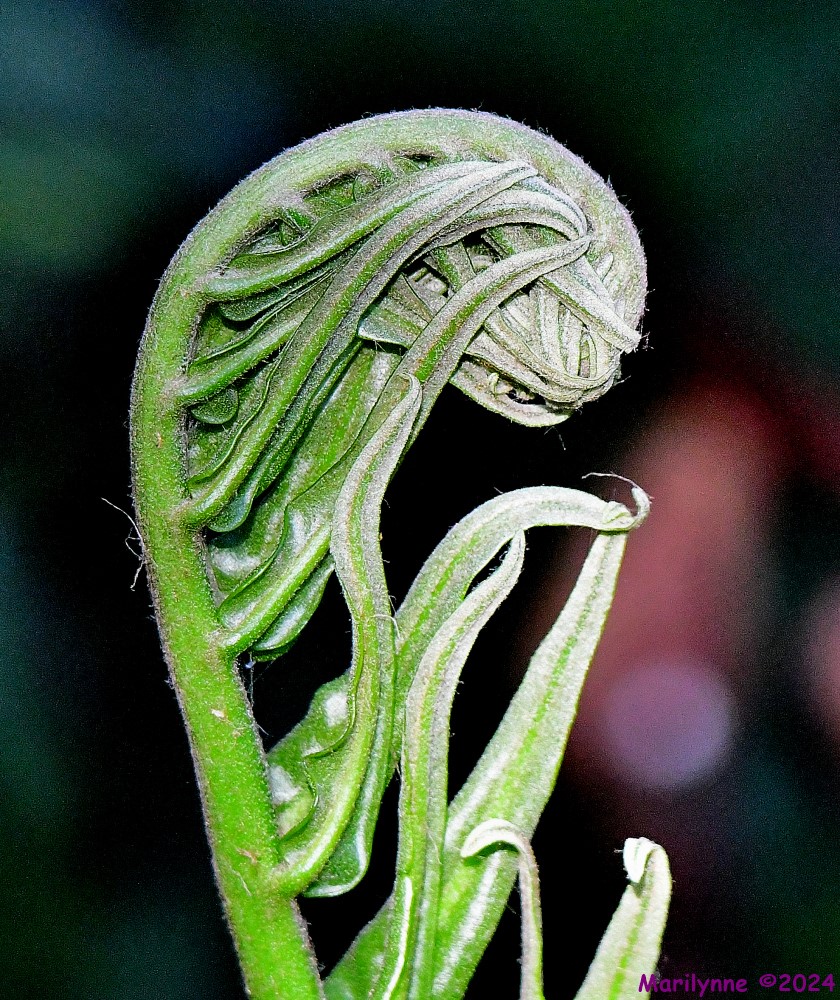DSC_6639_001.JPG