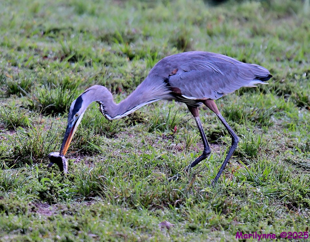 DSC_6639_001.JPG