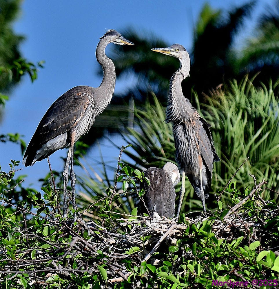 DSC_6640_001.JPG