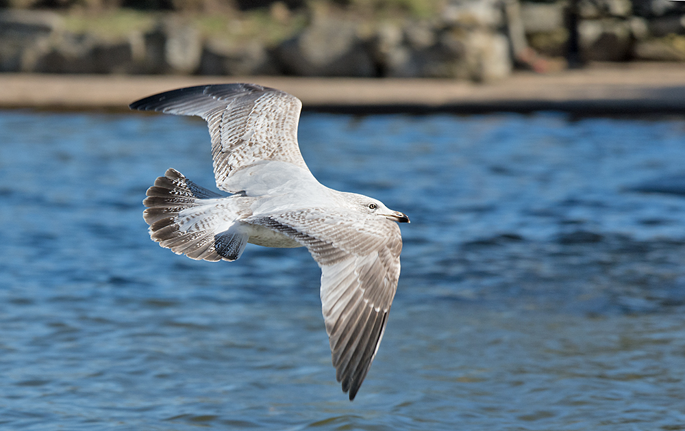 DSC_6641.jpg