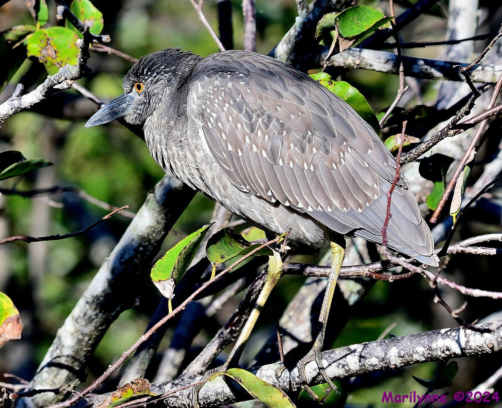 DSC_6641_001.JPG