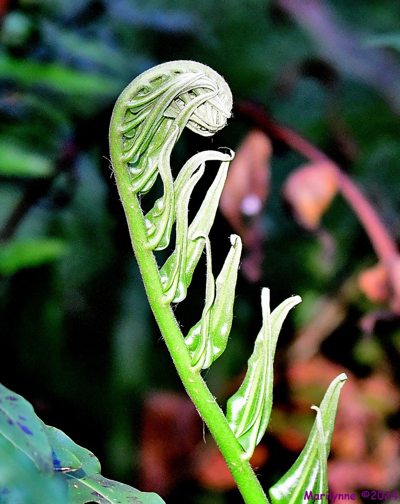 DSC_6641_001.JPG