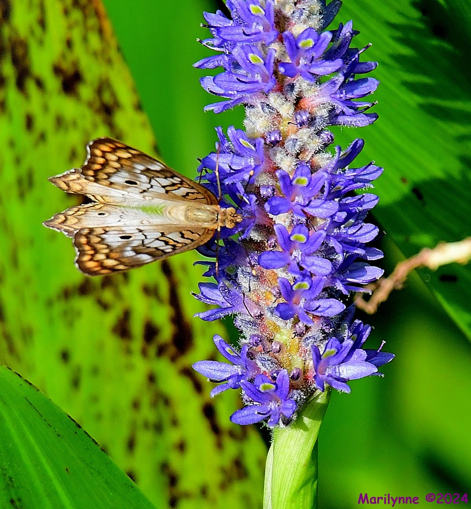 DSC_6642_001.JPG