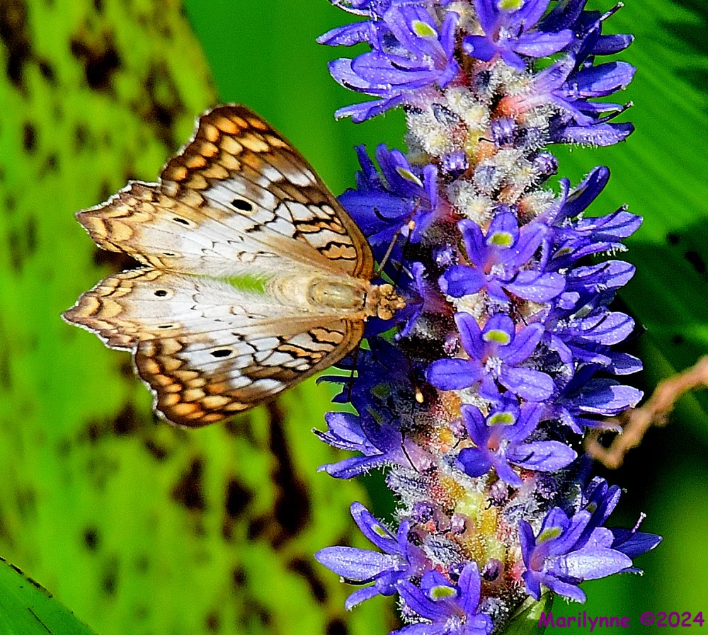 DSC_6643_001.JPG