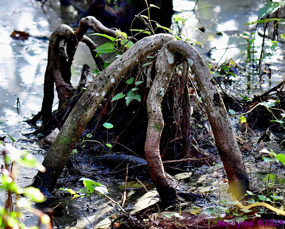 DSC_6644_001.JPG