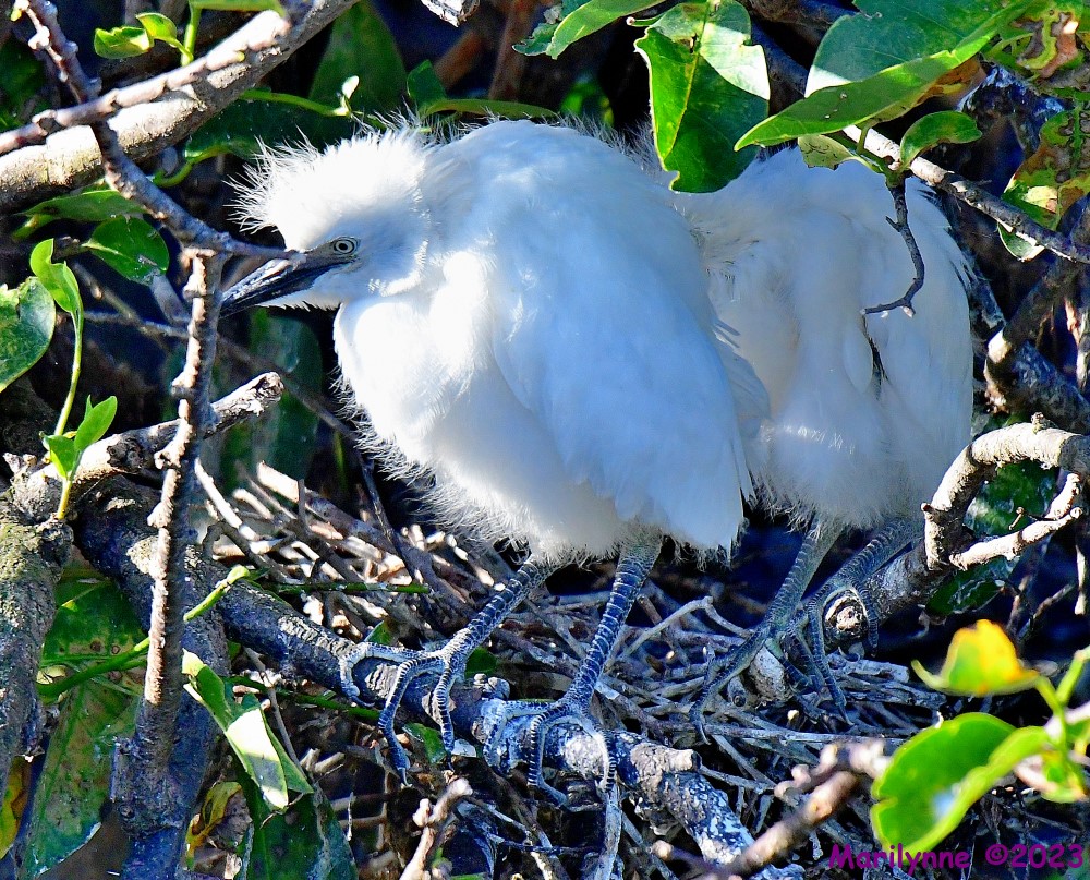DSC_6645_001.JPG