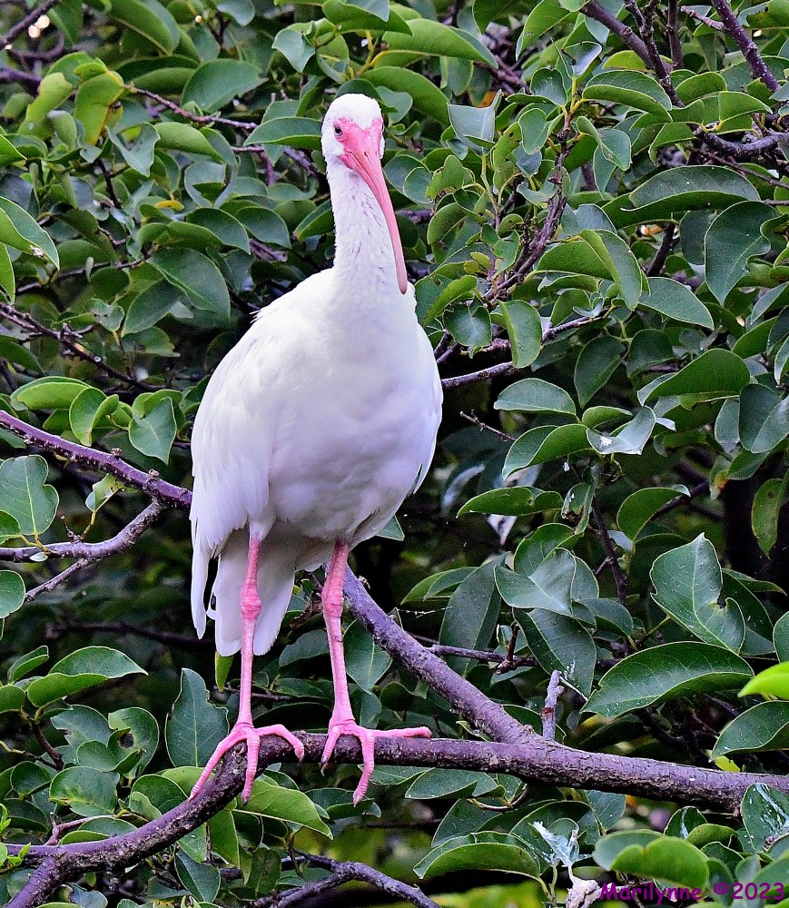 DSC_6646_001.JPG
