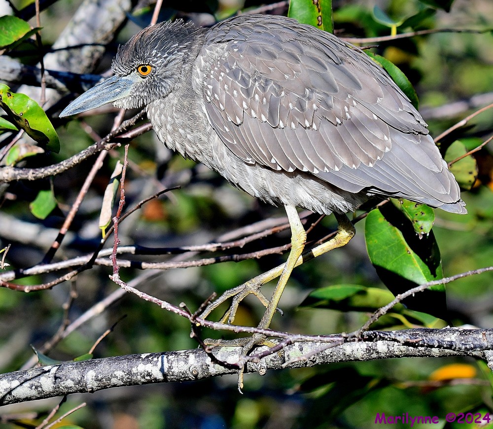 DSC_6647_001.JPG