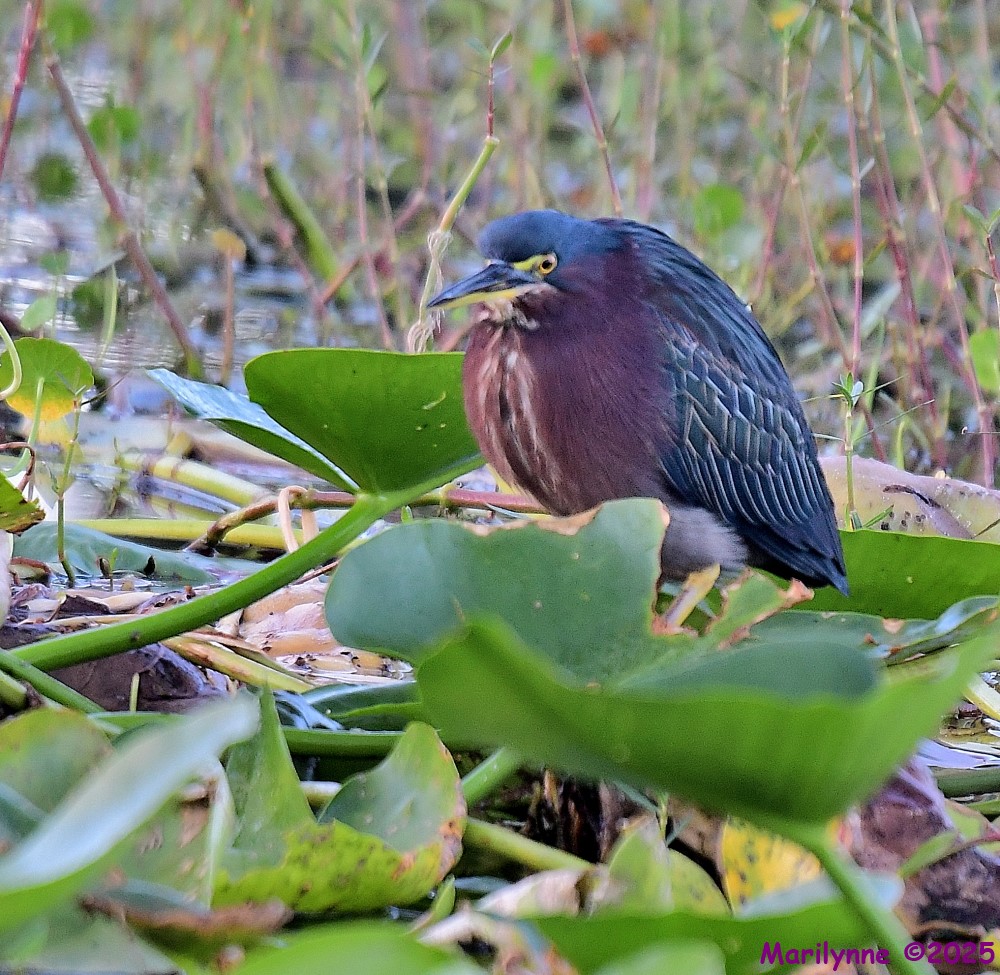 DSC_6647_001.JPG