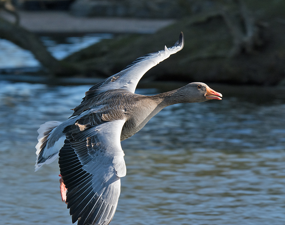 DSC_6648.jpg