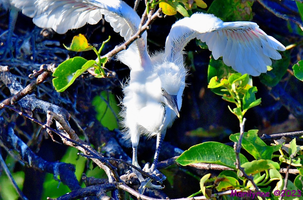 DSC_6648_001.JPG