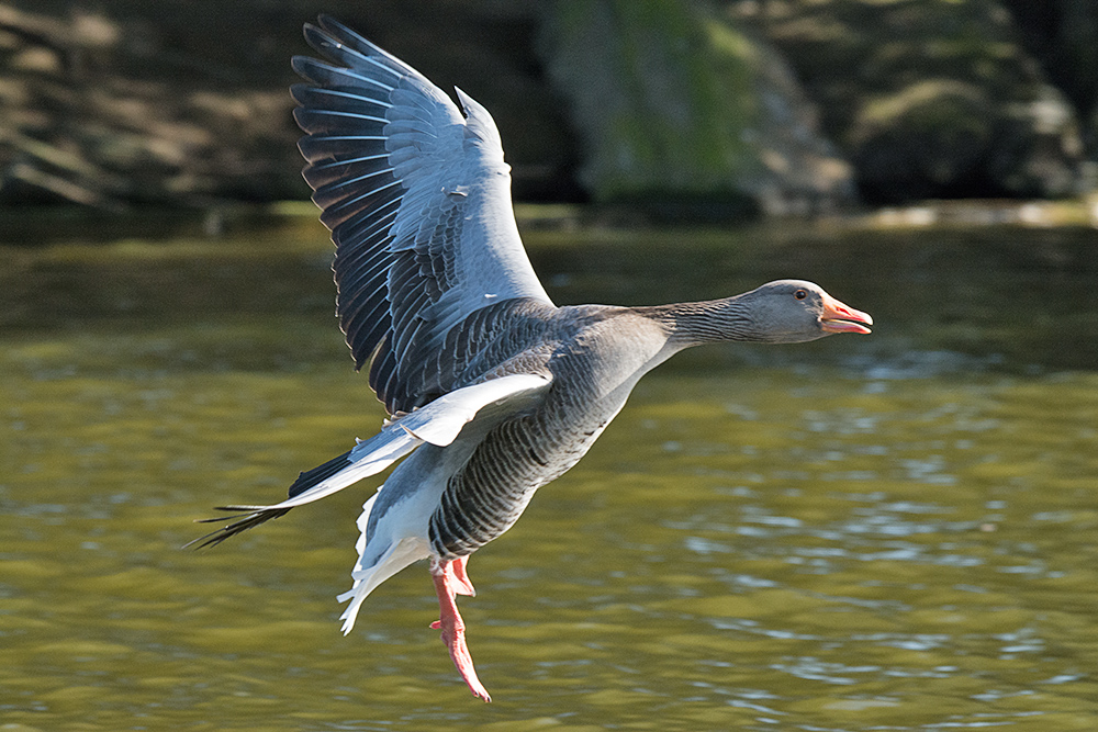 DSC_6649.jpg