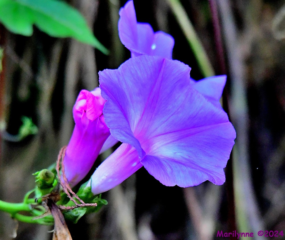 DSC_6650_001.JPG