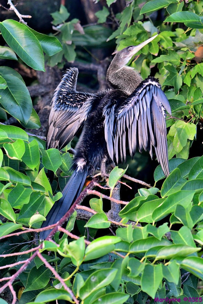 DSC_6651_001.JPG