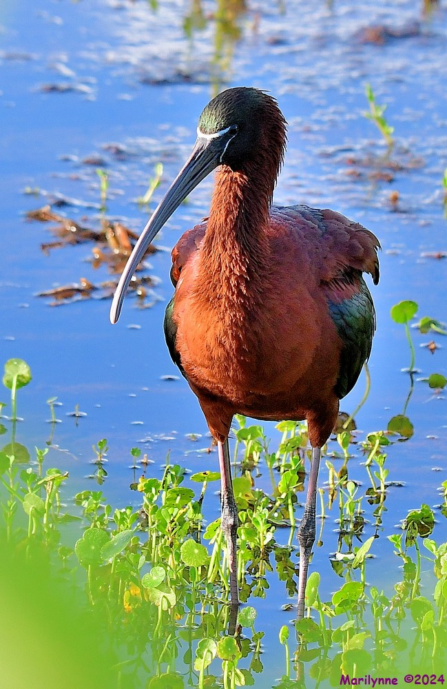 DSC_6652_001.JPG