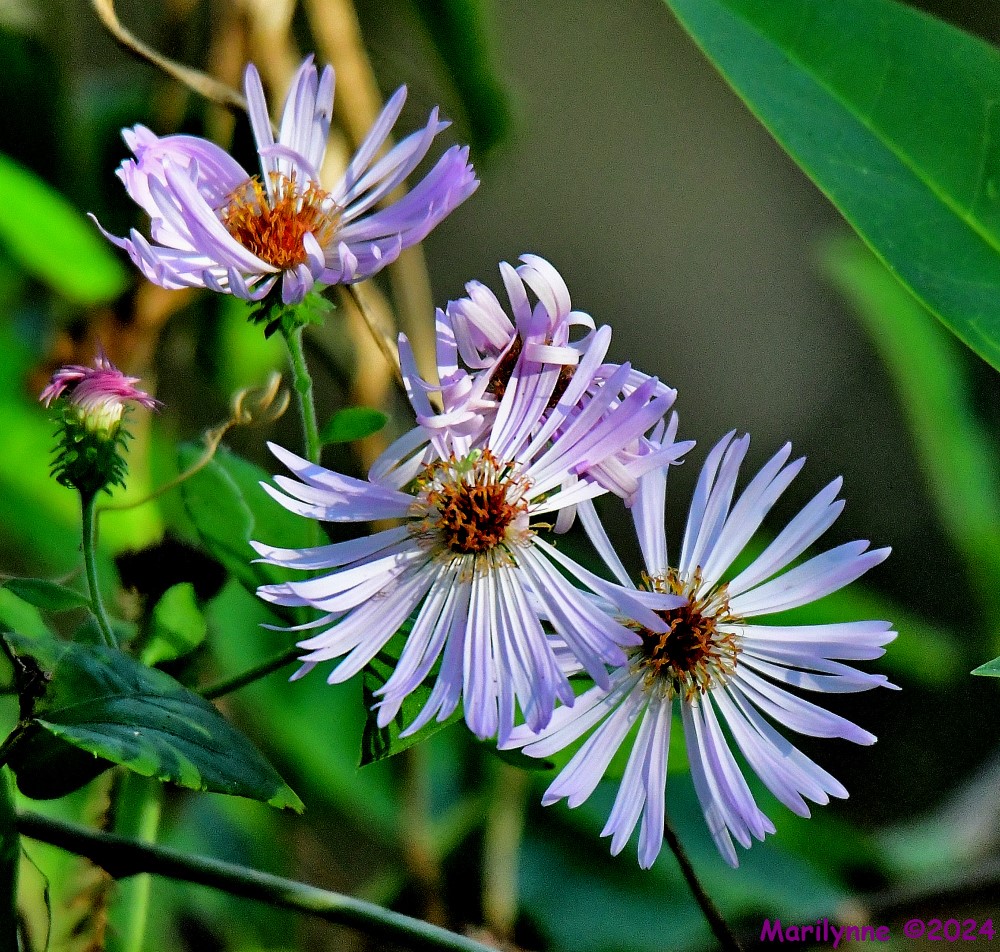 DSC_6653_001.JPG