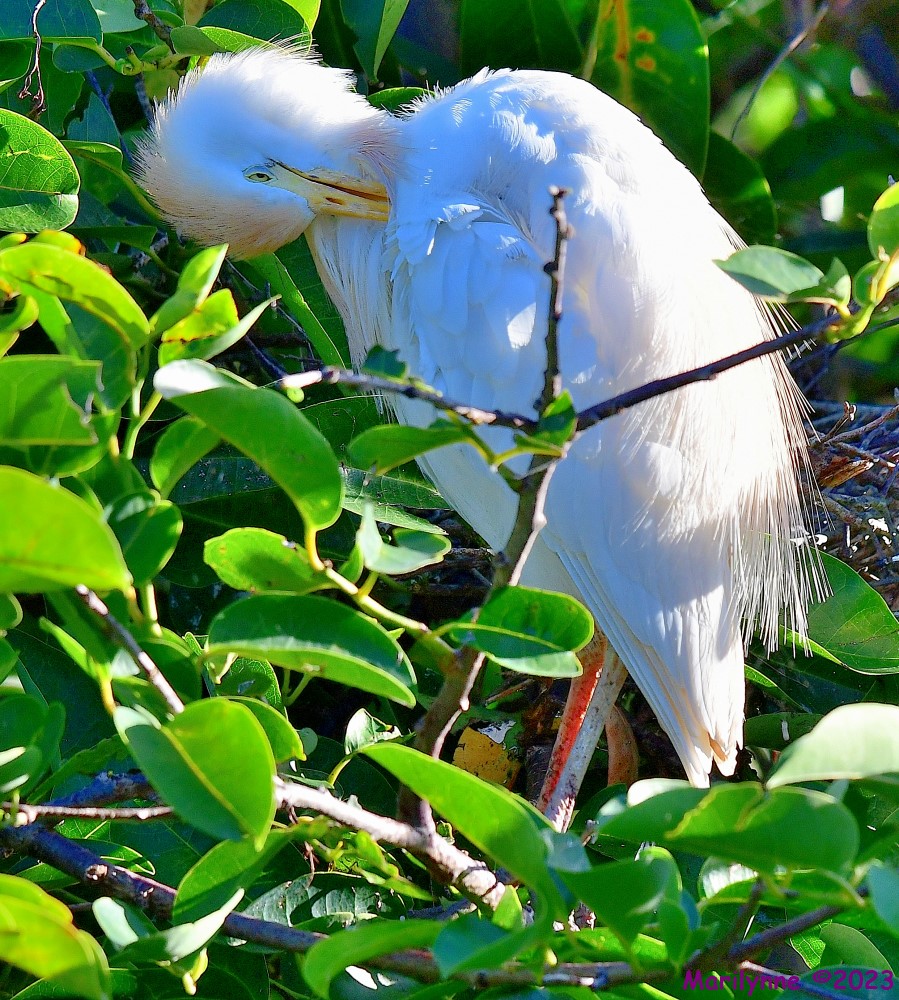 DSC_6656_001.JPG
