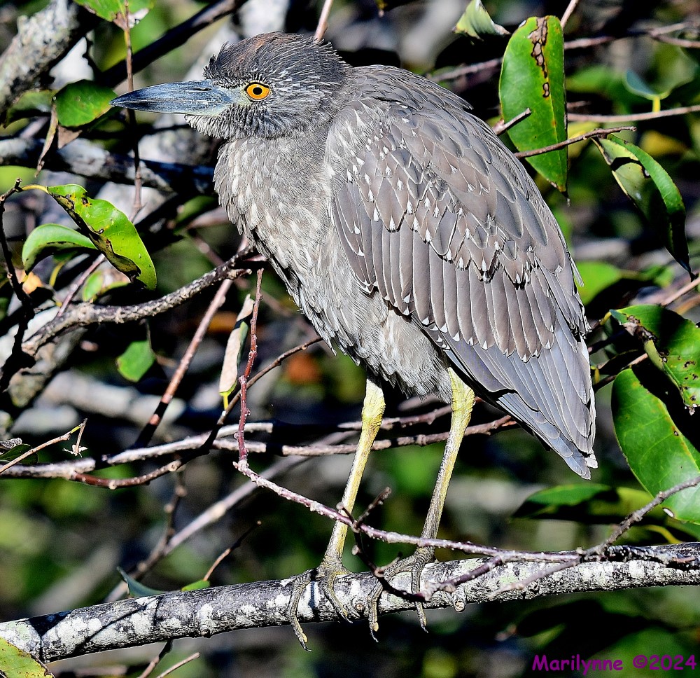 DSC_6656_001.JPG