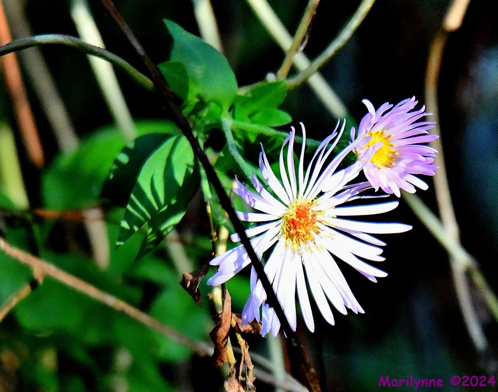 DSC_6657_001.JPG