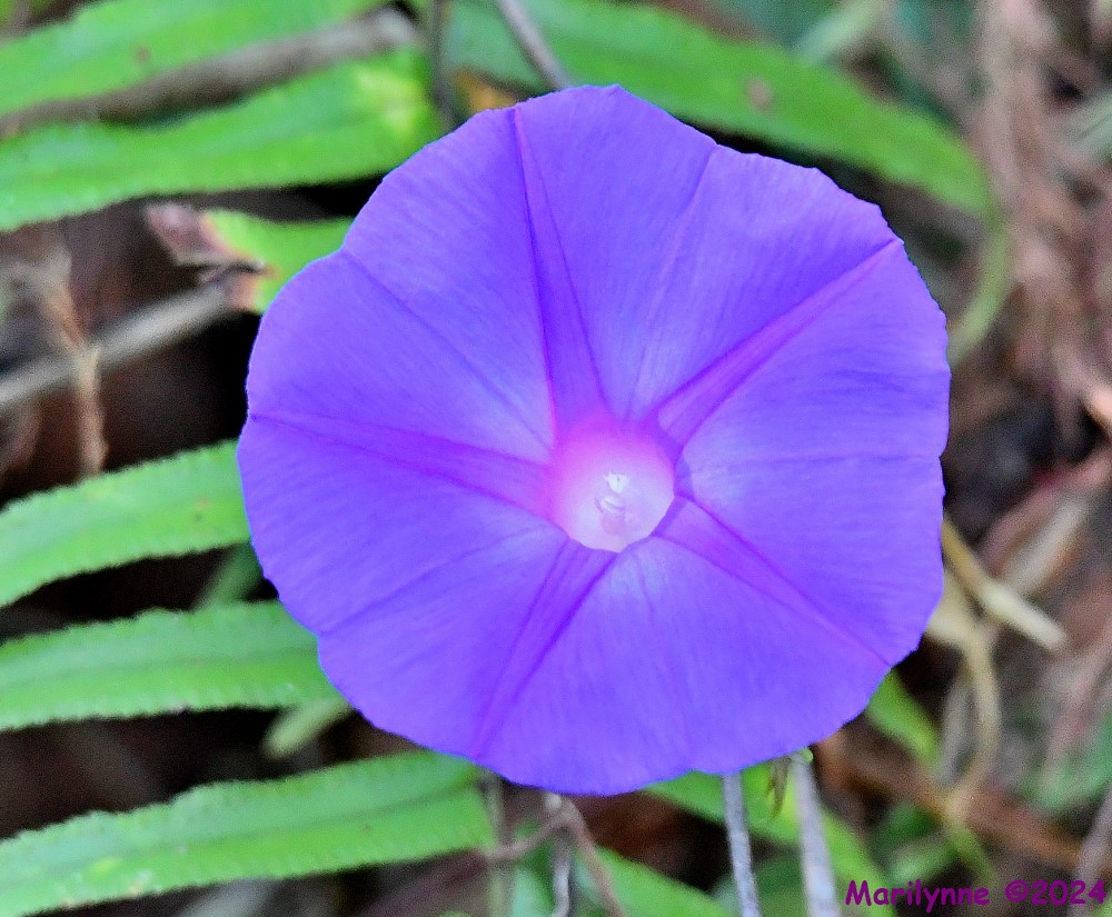 DSC_6658_001.JPG