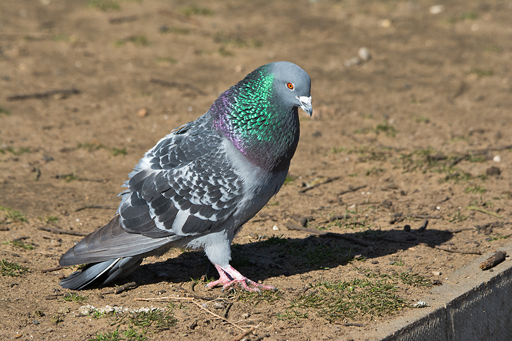 DSC_6662.jpg