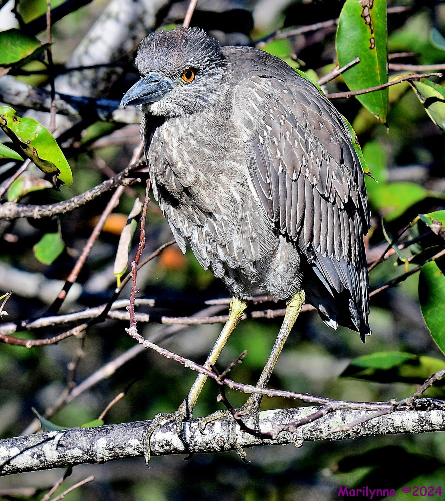DSC_6663_001.JPG