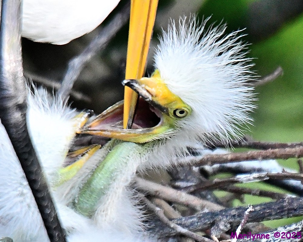 DSC_6664_001.JPG