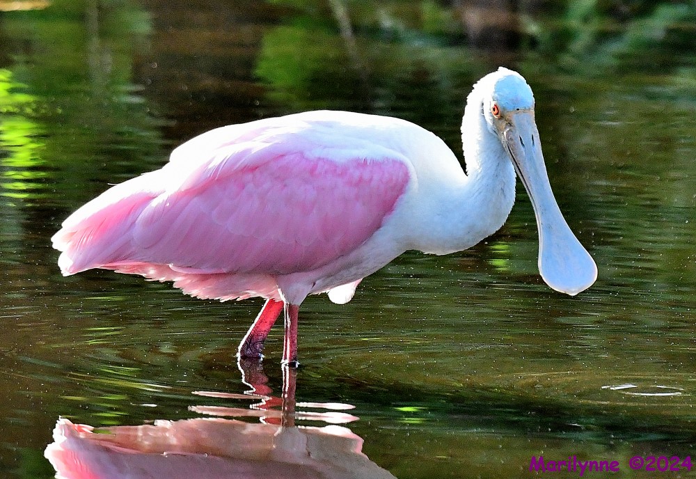 DSC_6666_001.JPG