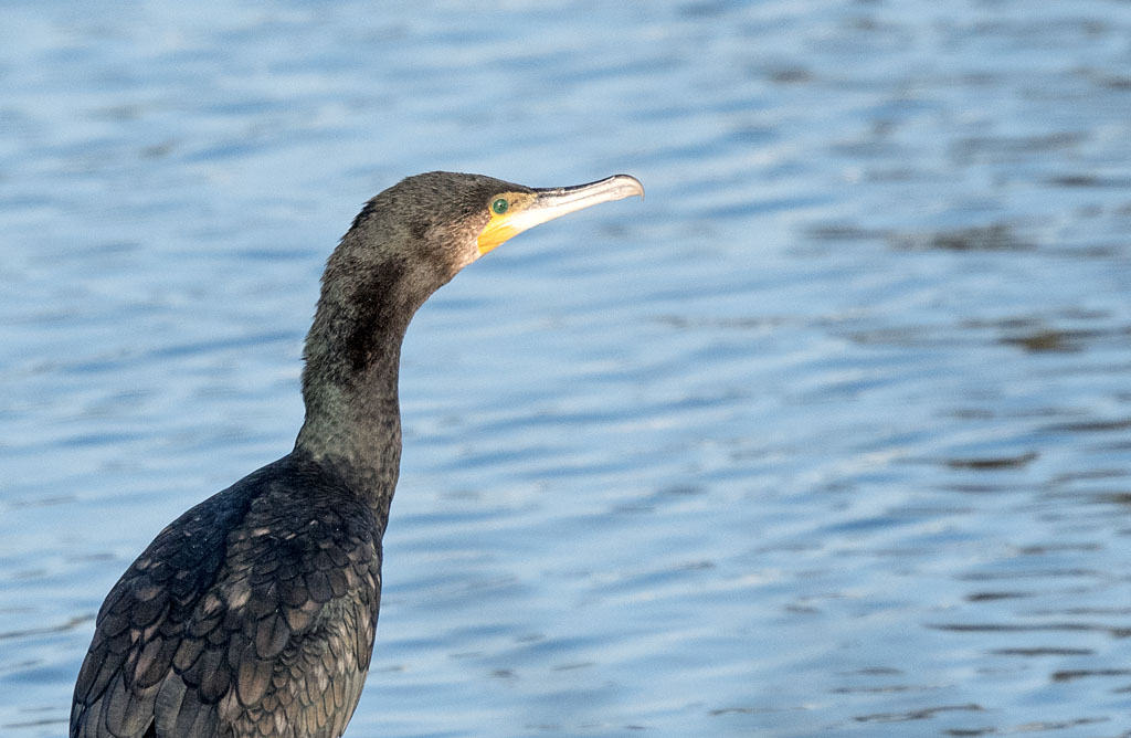 DSC_6668.jpg