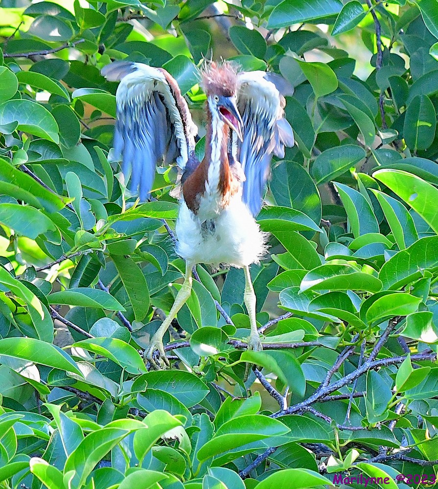 DSC_6668_001.JPG