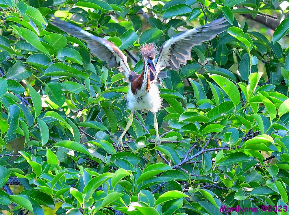 DSC_6669_001.JPG