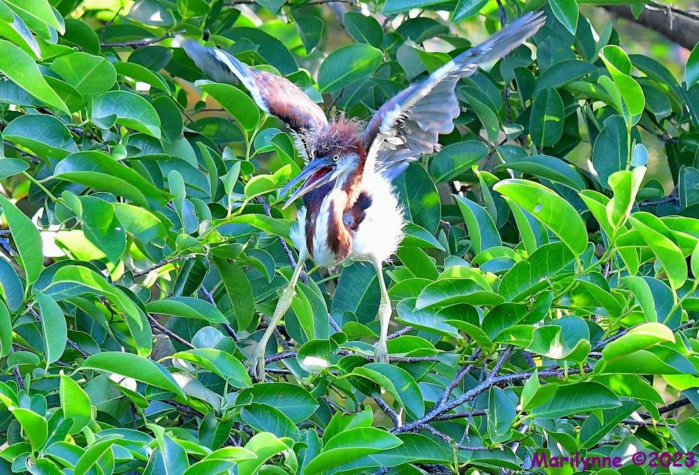 DSC_6671_001.JPG