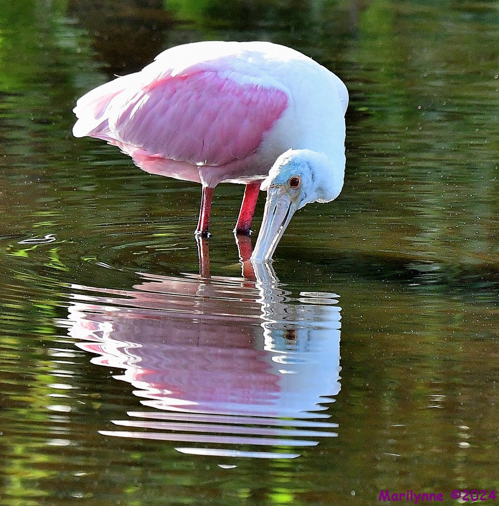 DSC_6671_001.JPG