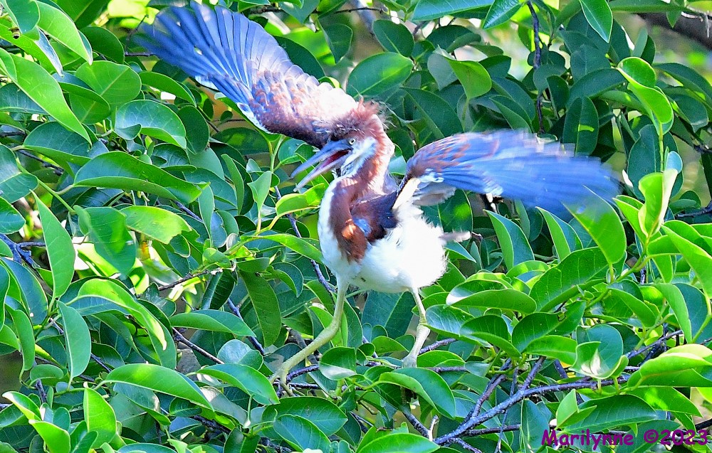 DSC_6672_001.JPG