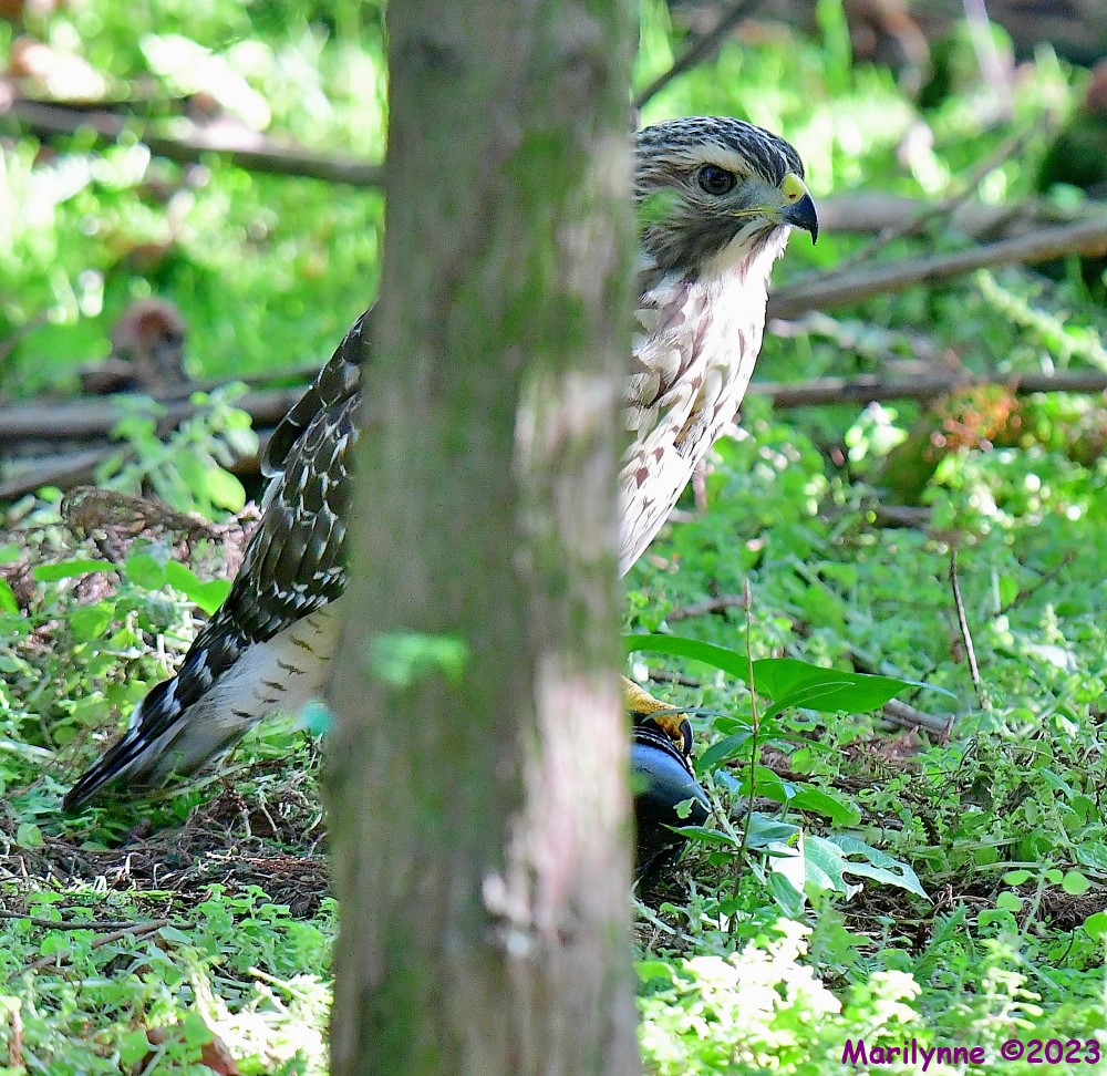 DSC_6677_001.JPG