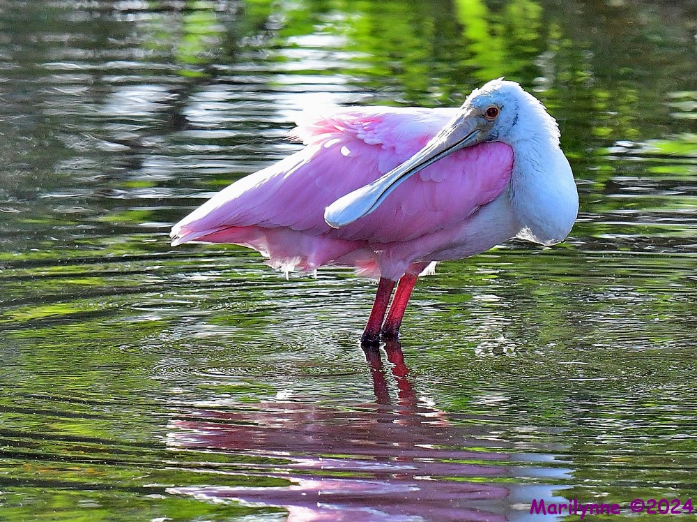 DSC_6678_001.JPG