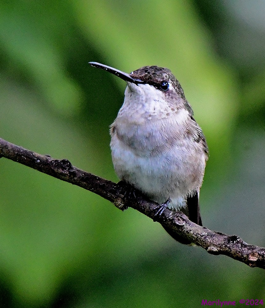 DSC_6678_001.JPG